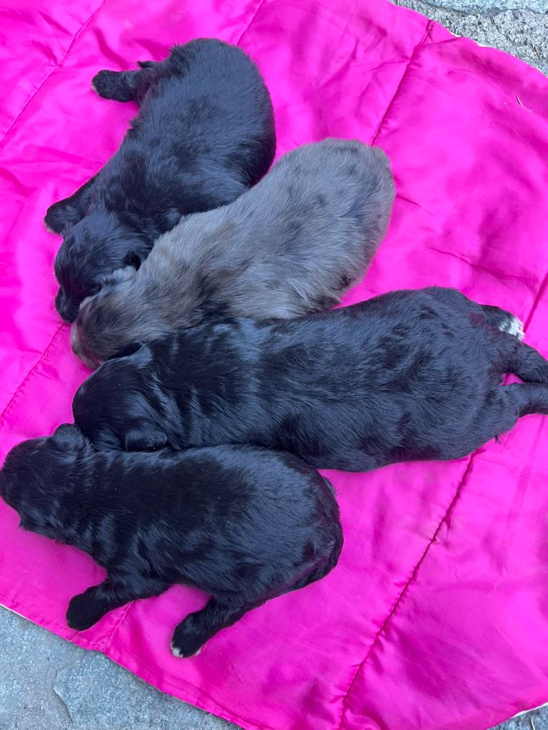 DES CHIOTS SONT NES A L'ELEVAGE