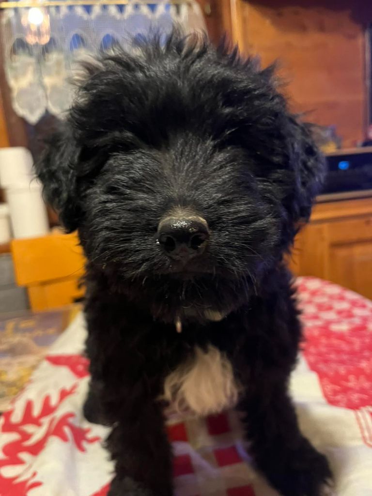 DES DRAYERES - 2 Males disponible 