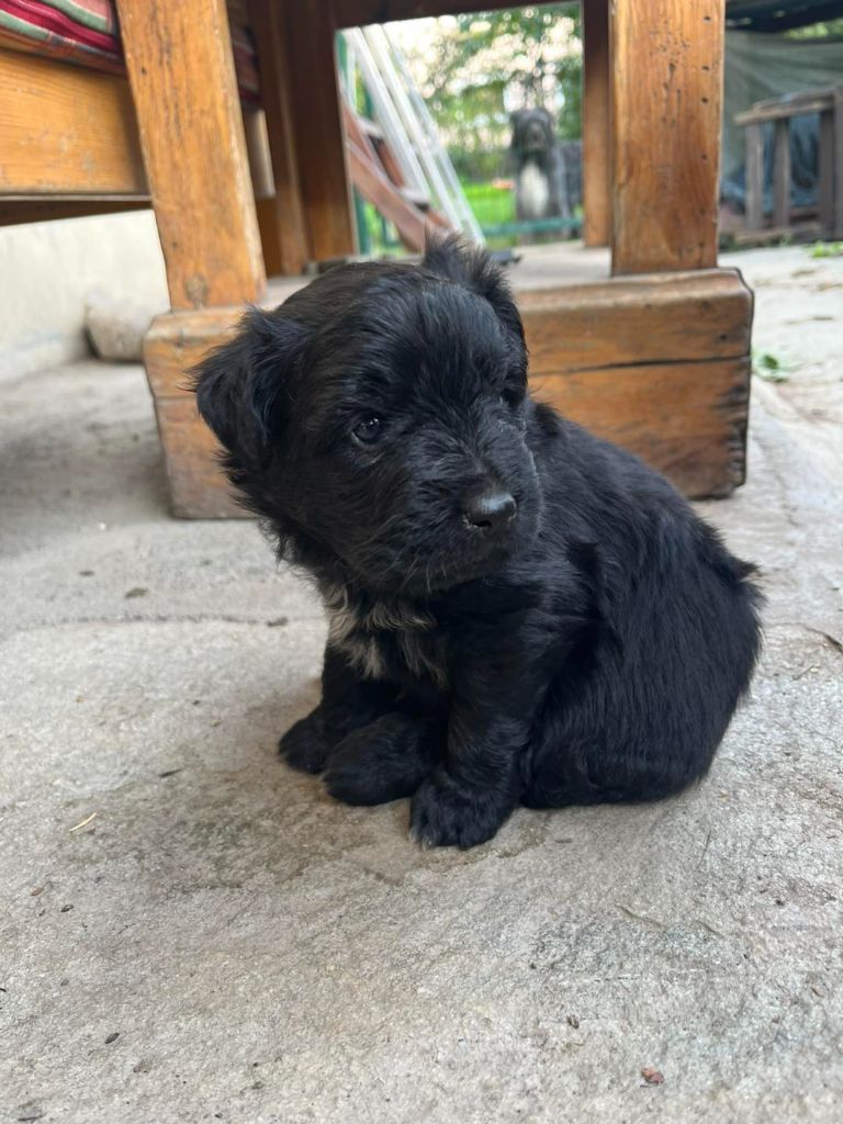 DES DRAYERES - Chiots disponibles - Berger des Pyrenees à poil long