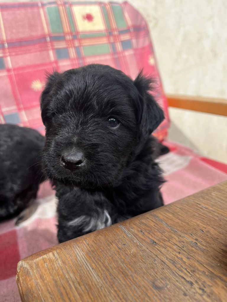 DES DRAYERES - Chiots disponibles - Berger des Pyrenees à poil long