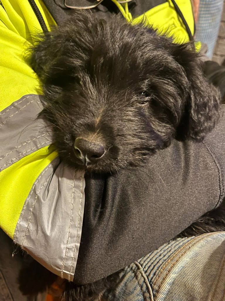 DES DRAYERES - Chiots disponibles - Berger des Pyrenees à poil long