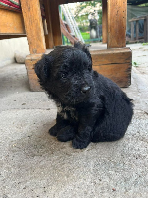 CHIOT 1