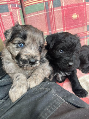 CHIOT 4